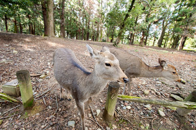 Deer in a forest