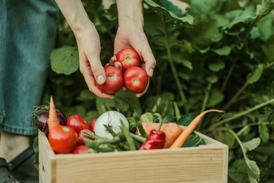 Close-up of fresh tomatoes