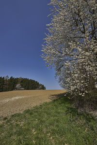 Scenic view of field against clear sky