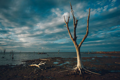 Driftwood on beach against sky