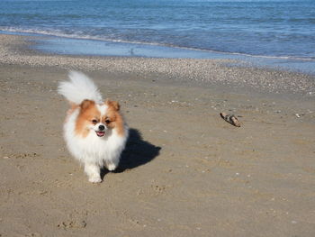 View of a pomeranian dog on beach