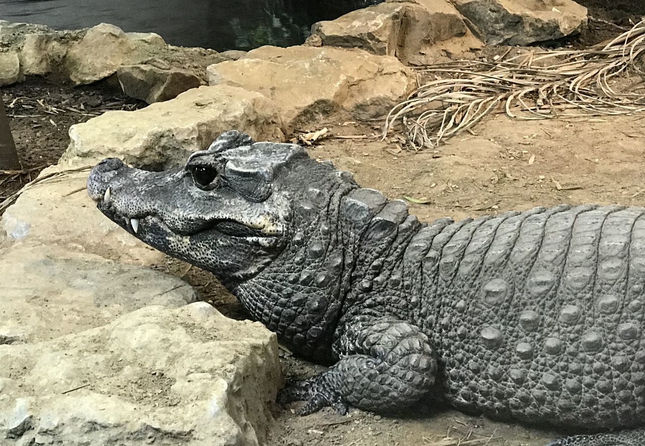 CLOSE-UP OF A LIZARD ON ROCK IN ZOO