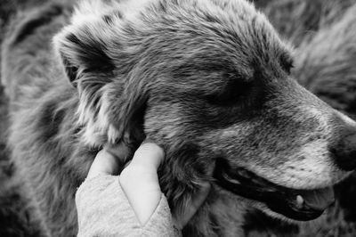 Cropped hand petting dog