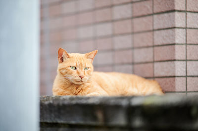 Portrait of cat resting