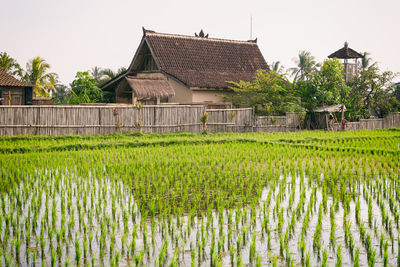 Plants growing on field by houses against sky