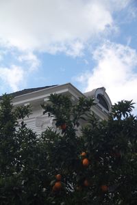 Low angle view of plants against sky