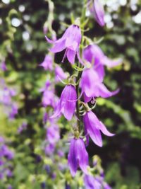 Close-up of purple flowering plant in park