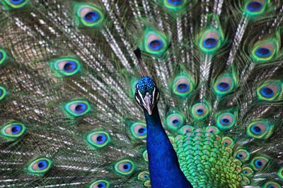 Full frame shot of peacock dancing