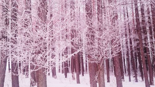 Snow covered bare trees in forest