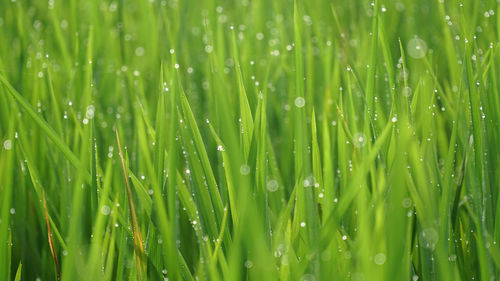 Full frame shot of wet grass on field