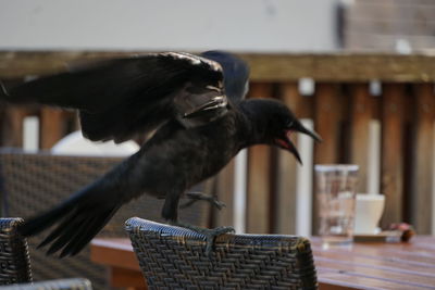 Close-up of a bird flying against the wall