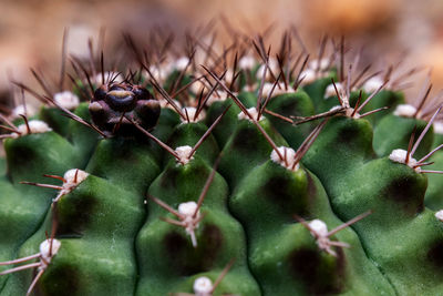 thorns, spines, and prickles
