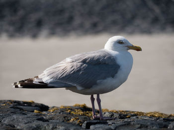 Close-up of seagull perching outdoors