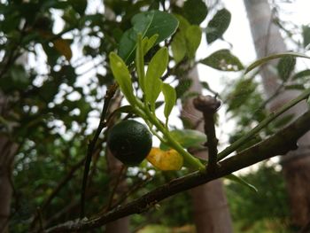 Low angle view of fruits on tree