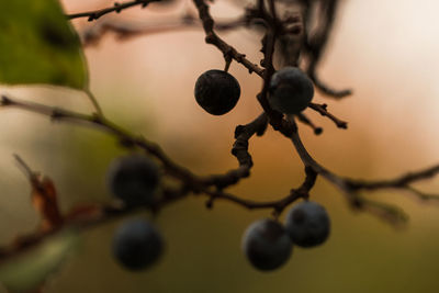 Close-up of berries on tree