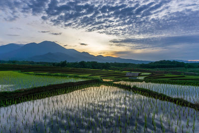 Morning view in beautiful rice fields with beautiful mountains and sky