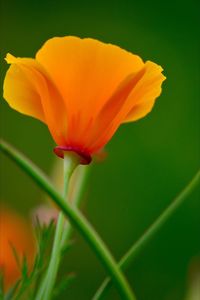 Close-up of yellow flower