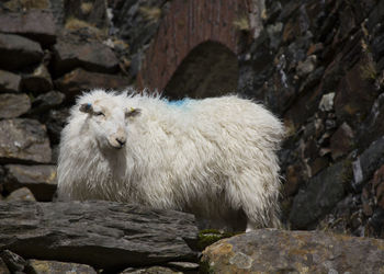 Sheep on rocks