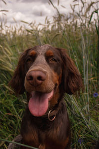 Close-up of a dog on field