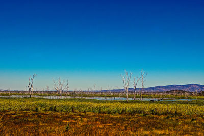 Scenic view of field against clear blue sky