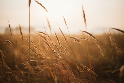 Close-up of grass in field against sky