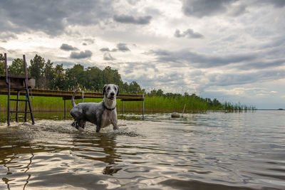 Dog on lake against sky