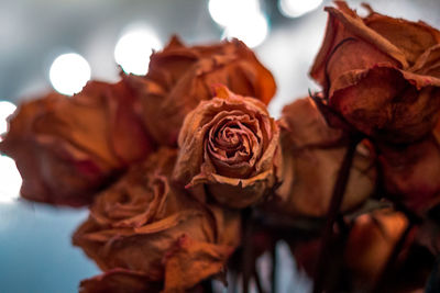 Close-up of wilted rose