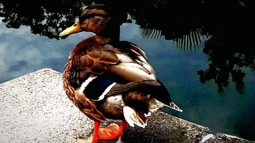 Young birds on a lake