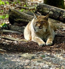 Portrait of cat sitting in a forest