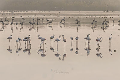 Flock of birds on the lake