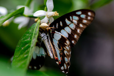 Close-up of butterfly pollinating flower