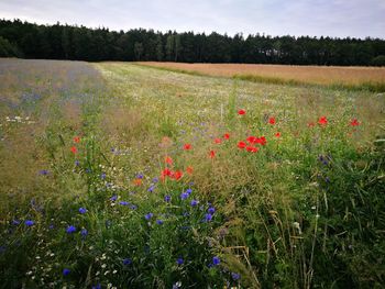 Scenic view of field against sky