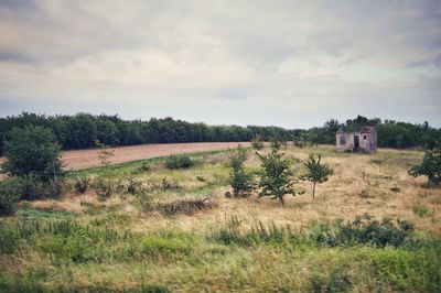 Scenic view of field against sky