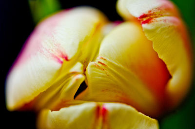 Close-up of yellow tulip blooming outdoors