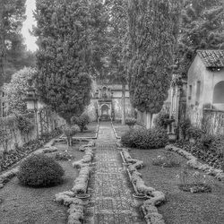 Walkway along trees