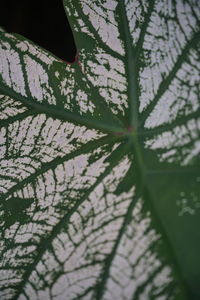 Low angle view of flowering plant