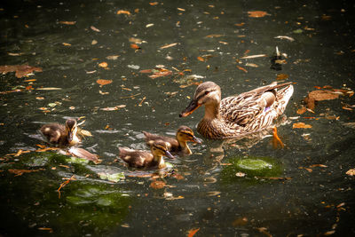 Ducks in a lake