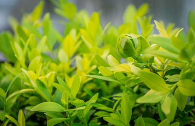 Close-up of plant growing on field