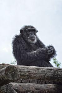 Portrait of monkey sitting on wood against sky