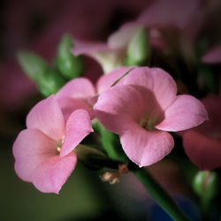 Close-up of pink rose flower