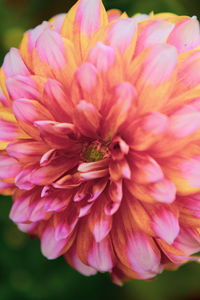 Close-up of pink dahlia