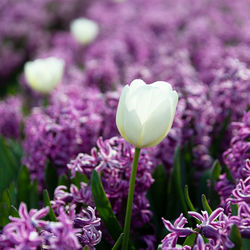 Close-up of purple flowering plant on field