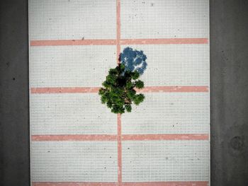 Directly above shot of potted plants on wall