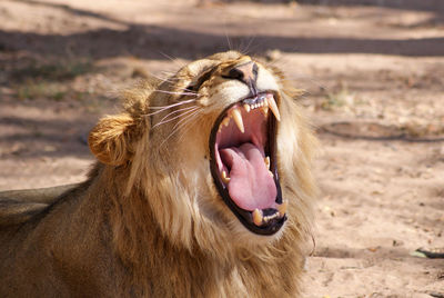 Close-up of cat yawning