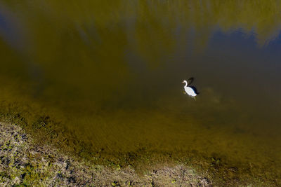 High angle view of bird in lake