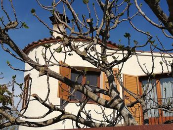 Low angle view of bare tree and building against sky