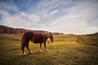 Horse standing in a field abruzzo