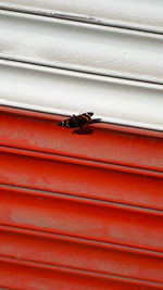High angle view of butterfly on shutter