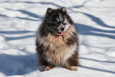 Close-up of dog on snow