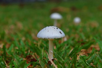 Close-up of white mushroom on grass